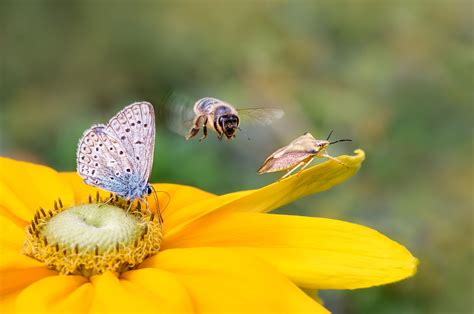 insekten porn|Insect Play Porn Videos